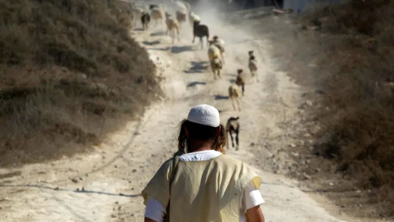 فيديو.. مستوطنون يسرقون 300 رأس غنم وحصانا في دير دبوان